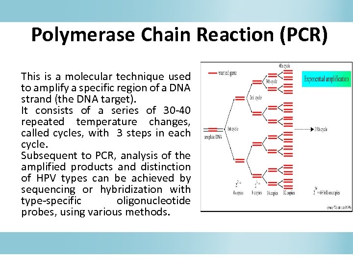 Polymerase Chain Reaction (PCR) This is a molecular technique used to amplify a specific