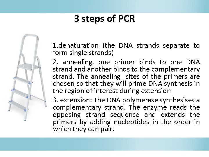 3 steps of PCR 1. denaturation (the DNA strands separate to form single strands)
