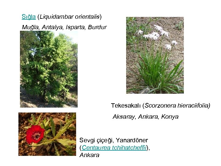  Sığla (Liquidambar orientalis) Muğla, Antalya, Isparta, Burdur Tekesakalı (Scorzonera hieraciifolia) Aksaray, Ankara, Konya