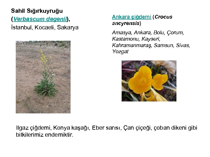 Sahil Sığırkuyruğu (Verbascum degenii), İstanbul, Kocaeli, Sakarya Ankara çiğdemi (Crocus ancyrensis) Amasya, Ankara, Bolu,