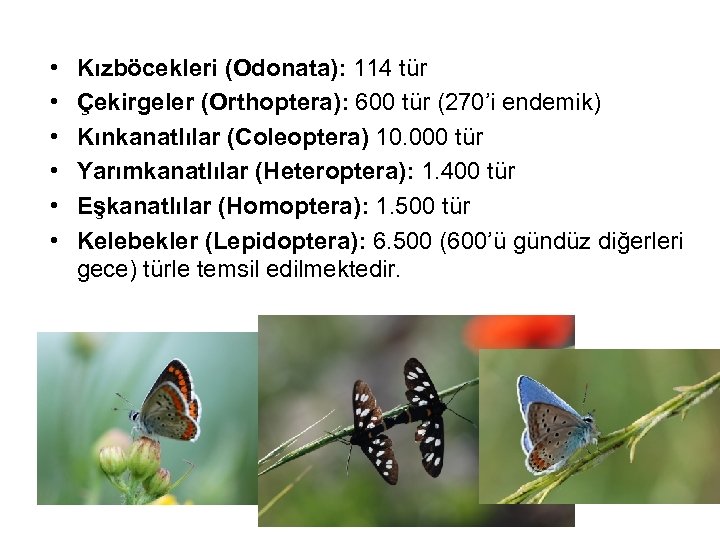  • • • Kızböcekleri (Odonata): 114 tür Çekirgeler (Orthoptera): 600 tür (270’i endemik)