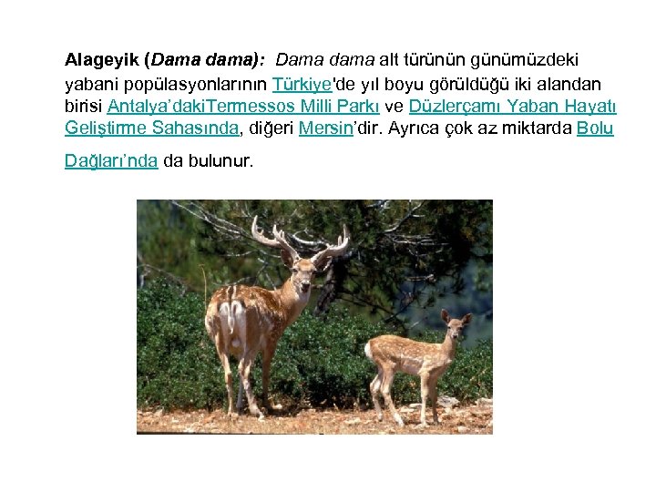  Alageyik (Dama dama): Dama dama alt türünün günümüzdeki yabani popülasyonlarının Türkiye'de yıl boyu