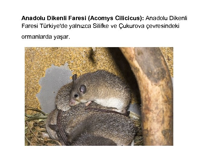  Anadolu Dikenli Faresi (Acomys Cilicicus): Anadolu Dikenli Faresi Türkiye'de yalnızca Silifke ve Çukurova