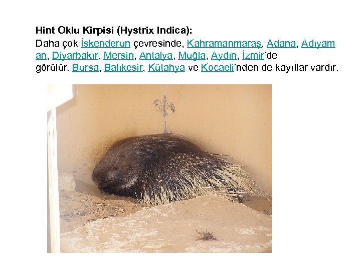  Hint Oklu Kirpisi (Hystrix Indica): Daha çok İskenderun çevresinde, Kahramanmaraş, Adana, Adıyam an,