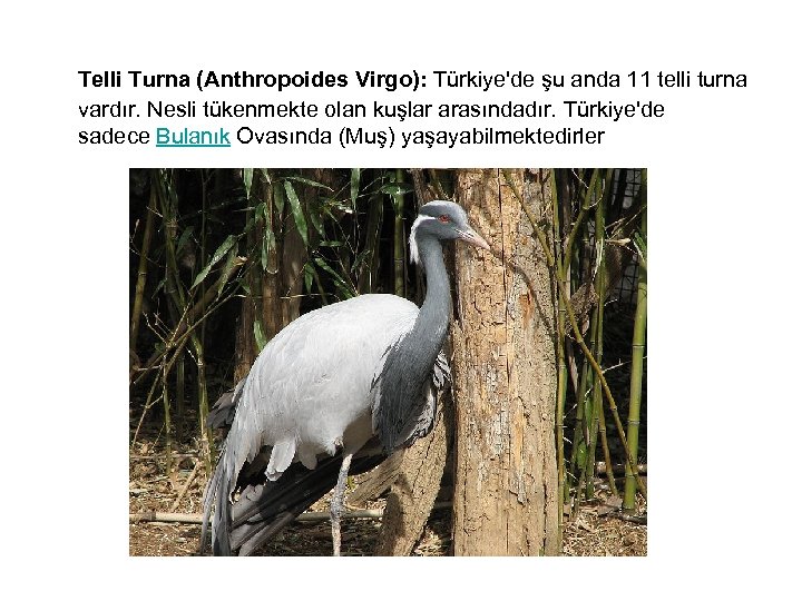  Telli Turna (Anthropoides Virgo): Türkiye'de şu anda 11 telli turna vardır. Nesli tükenmekte