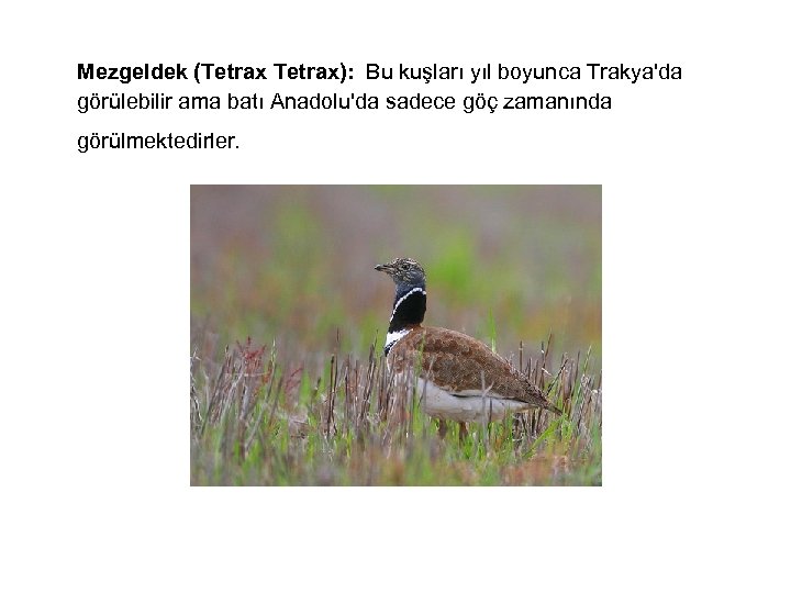  Mezgeldek (Tetrax): Bu kuşları yıl boyunca Trakya'da görülebilir ama batı Anadolu'da sadece göç
