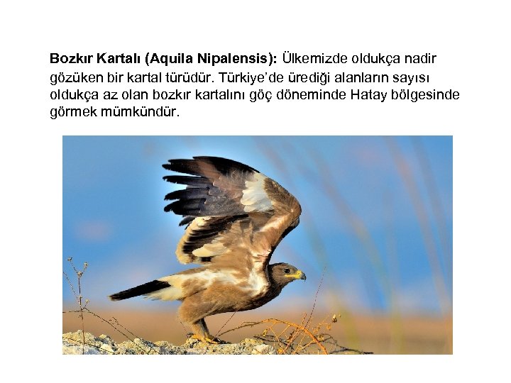  Bozkır Kartalı (Aquila Nipalensis): Ülkemizde oldukça nadir gözüken bir kartal türüdür. Türkiye’de ürediği