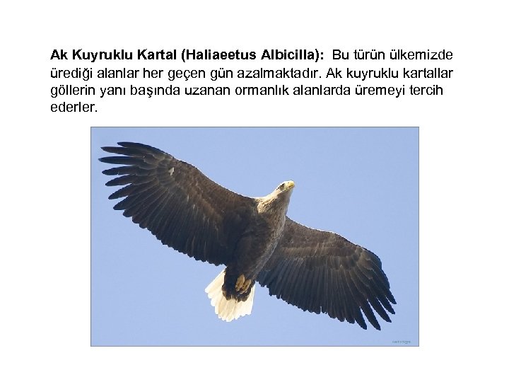  Ak Kuyruklu Kartal (Haliaeetus Albicilla): Bu türün ülkemizde ürediği alanlar her geçen gün