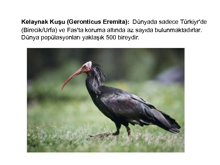 Kelaynak Kuşu (Geronticus Eremita): Dünyada sadece Türkiyr'de (Birecik/Urfa) ve Fas'ta koruma altında az