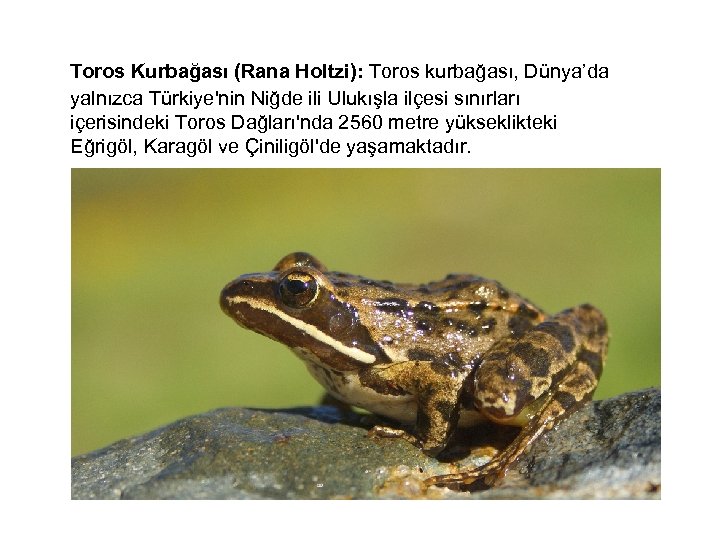  Toros Kurbağası (Rana Holtzi): Toros kurbağası, Dünya’da yalnızca Türkiye'nin Niğde ili Ulukışla ilçesi