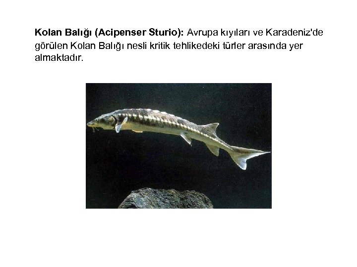  Kolan Balığı (Acipenser Sturio): Avrupa kıyıları ve Karadeniz'de görülen Kolan Balığı nesli kritik