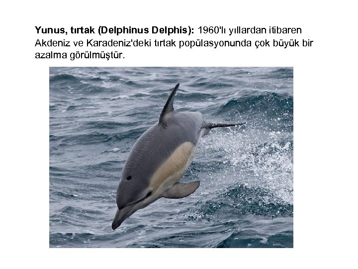  Yunus, tırtak (Delphinus Delphis): 1960'lı yıllardan itibaren Akdeniz ve Karadeniz'deki tırtak popülasyonunda çok