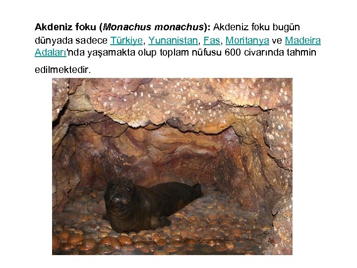  Akdeniz foku (Monachus monachus): Akdeniz foku bugün dünyada sadece Türkiye, Yunanistan, Fas, Moritanya