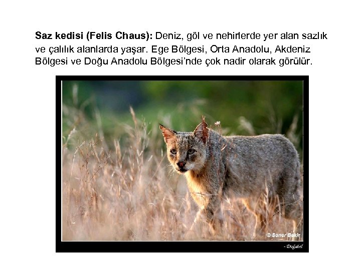  Saz kedisi (Felis Chaus): Deniz, göl ve nehirlerde yer alan sazlık ve çalılık