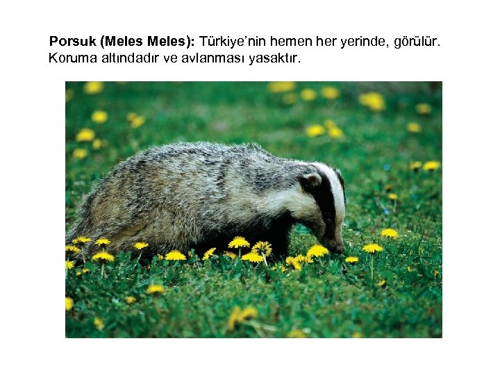  Porsuk (Meles): Türkiye’nin hemen her yerinde, görülür. Koruma altındadır ve avlanması yasaktır. 