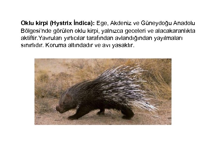  Oklu kirpi (Hystrix İndica): Ege, Akdeniz ve Güneydoğu Anadolu Bölgesi’nde görülen oklu kirpi,