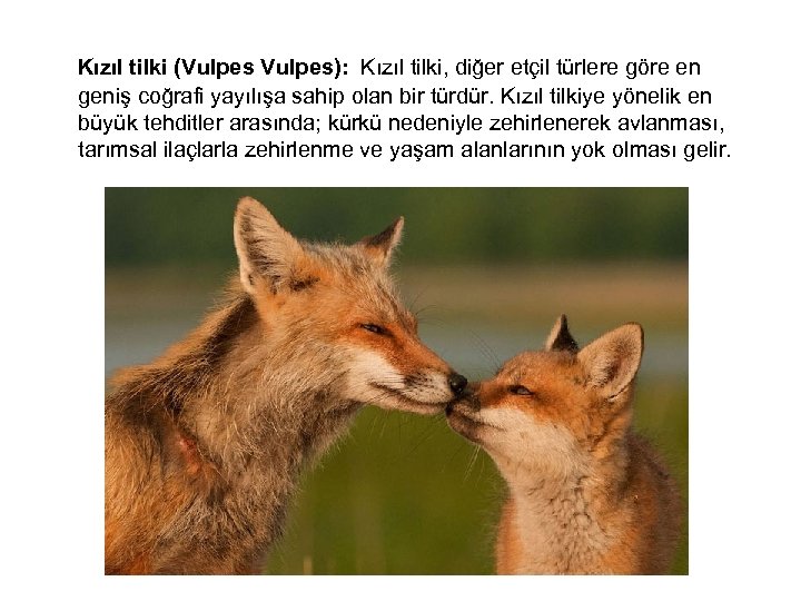  Kızıl tilki (Vulpes): Kızıl tilki, diğer etçil türlere göre en geniş coğrafi yayılışa