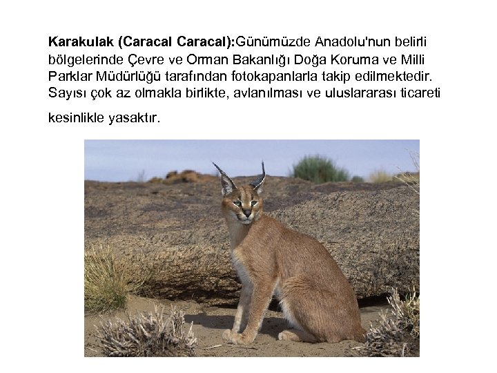  Karakulak (Caracal): Günümüzde Anadolu'nun belirli bölgelerinde Çevre ve Orman Bakanlığı Doğa Koruma ve
