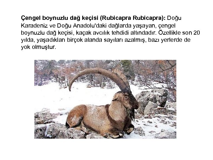  Çengel boynuzlu dağ keçisi (Rubicapra): Doğu Karadeniz ve Doğu Anadolu'daki dağlarda yaşayan, çengel