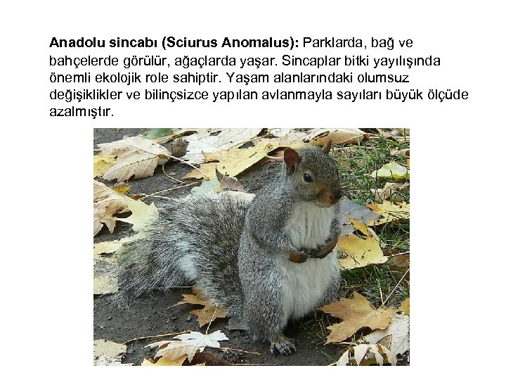  Anadolu sincabı (Sciurus Anomalus): Parklarda, bağ ve bahçelerde görülür, ağaçlarda yaşar. Sincaplar bitki