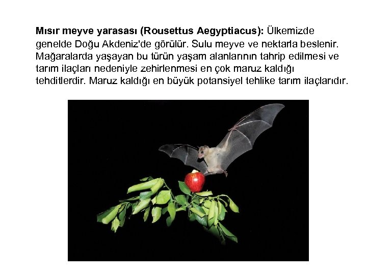  Mısır meyve yarasası (Rousettus Aegyptiacus): Ülkemizde genelde Doğu Akdeniz'de görülür. Sulu meyve ve
