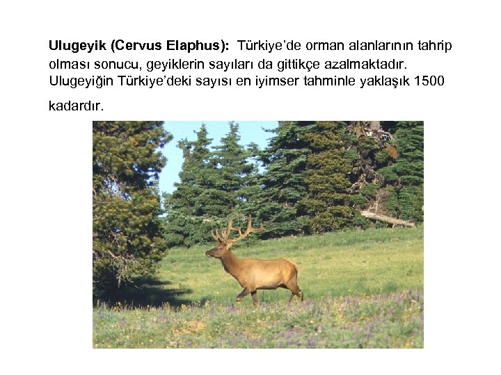  Ulugeyik (Cervus Elaphus): Türkiye’de orman alanlarının tahrip olması sonucu, geyiklerin sayıları da gittikçe