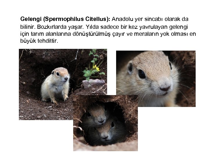 Gelengi (Spermophilus Citellus): Anadolu yer sincabı olarak da bilinir. Bozkırlarda yaşar. Yılda sadece