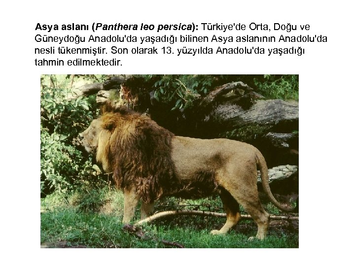  Asya aslanı (Panthera leo persica): Türkiye'de Orta, Doğu ve Güneydoğu Anadolu'da yaşadığı bilinen
