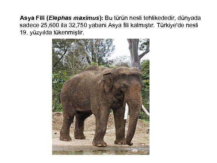  Asya Fili (Elephas maximus): Bu türün nesli tehlikededir, dünyada sadece 25, 600 ila