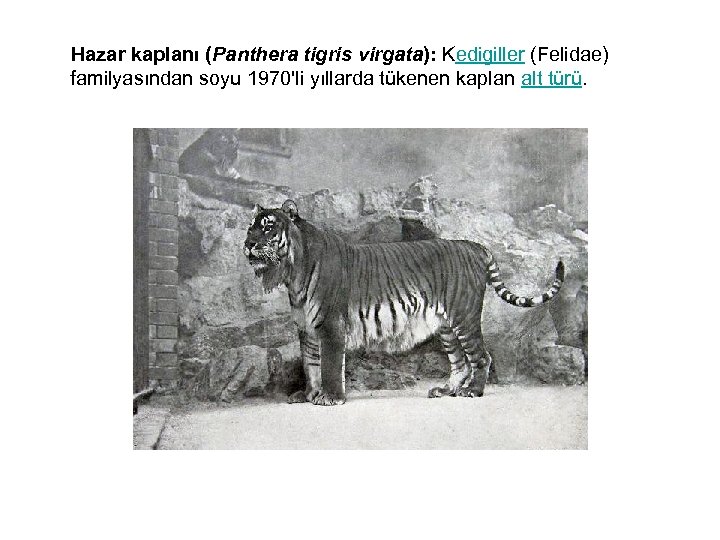  Hazar kaplanı (Panthera tigris virgata): Kedigiller (Felidae) familyasından soyu 1970'li yıllarda tükenen kaplan