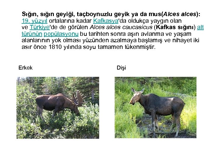  Sığın, sığın geyiği, taçboynuzlu geyik ya da mus(Alces alces): 19. yüzyıl ortalarına kadar