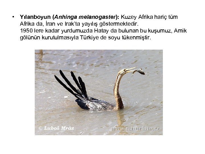  • Yılanboyun (Anhinga melanogaster): Kuzey Afrika hariç tüm Afrika da, İran ve Irak’ta