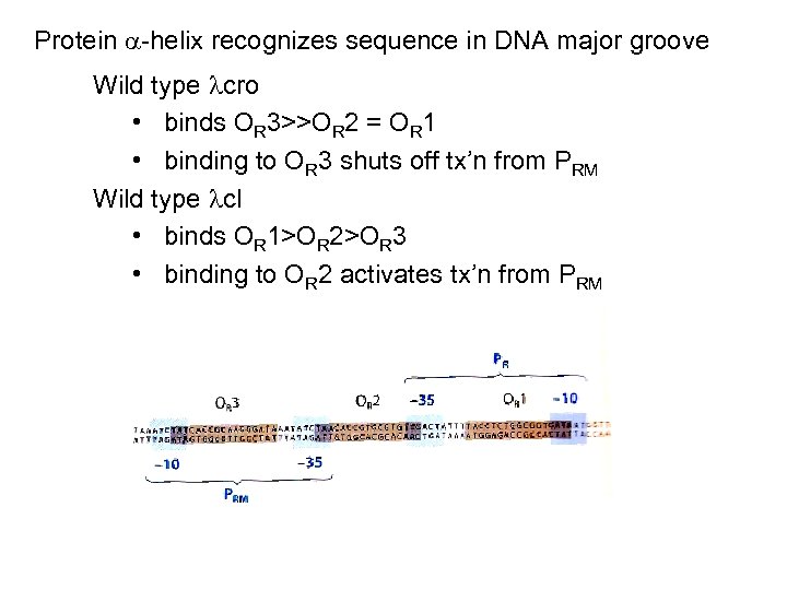 Protein -helix recognizes sequence in DNA major groove Wild type cro • binds OR