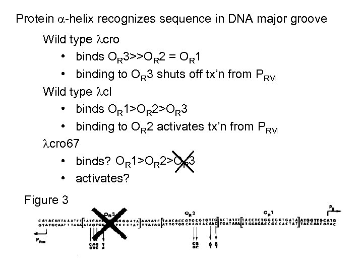 Protein -helix recognizes sequence in DNA major groove Wild type cro • binds OR
