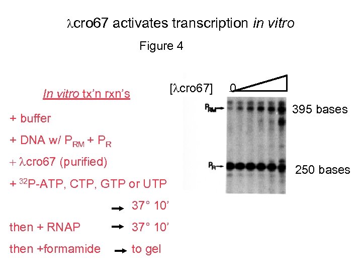  cro 67 activates transcription in vitro Figure 4 [ cro 67] In vitro
