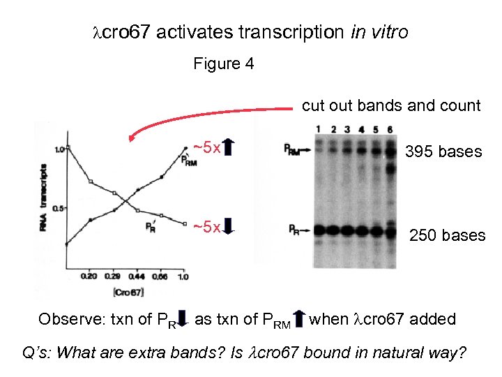  cro 67 activates transcription in vitro Figure 4 cut out bands and count