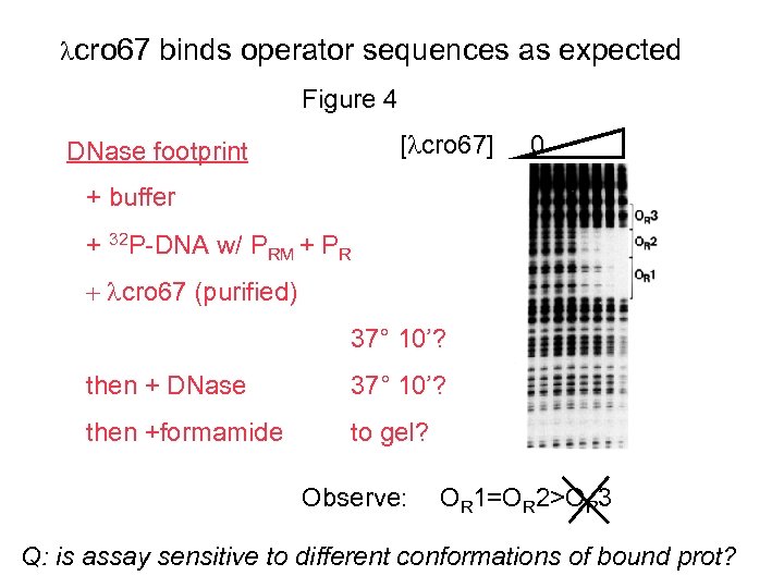  cro 67 binds operator sequences as expected Figure 4 [ cro 67] DNase