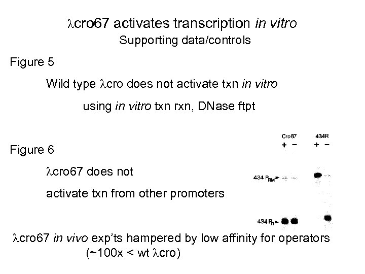  cro 67 activates transcription in vitro Supporting data/controls Figure 5 Wild type cro