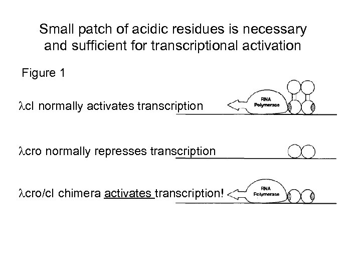 Small patch of acidic residues is necessary and sufficient for transcriptional activation Figure 1