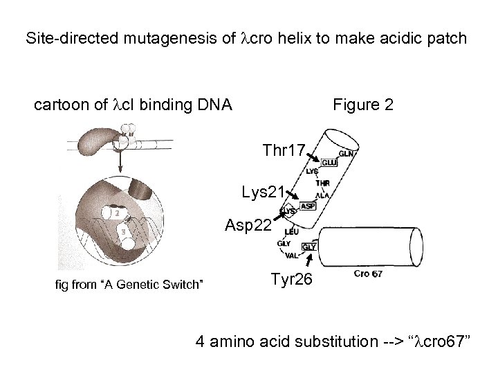 Site-directed mutagenesis of cro helix to make acidic patch cartoon of c. I binding