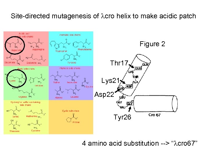Site-directed mutagenesis of cro helix to make acidic patch Figure 2 Thr 17 Lys