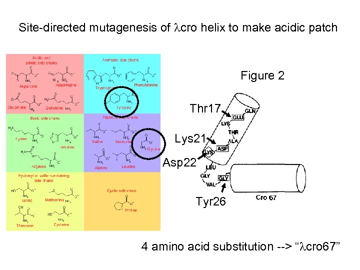 Site-directed mutagenesis of cro helix to make acidic patch Figure 2 Thr 17 Lys