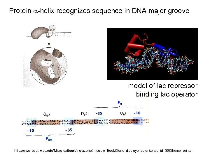Protein -helix recognizes sequence in DNA major groove model of lac repressor binding lac