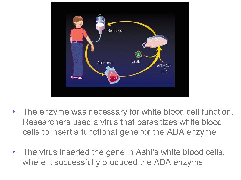  • The enzyme was necessary for white blood cell function. Researchers used a