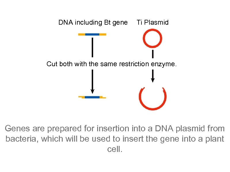 DNA including Bt gene Ti Plasmid Cut both with the same restriction enzyme. Genes
