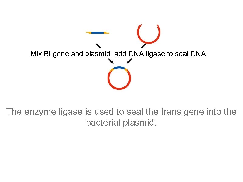 Mix Bt gene and plasmid; add DNA ligase to seal DNA. The enzyme ligase