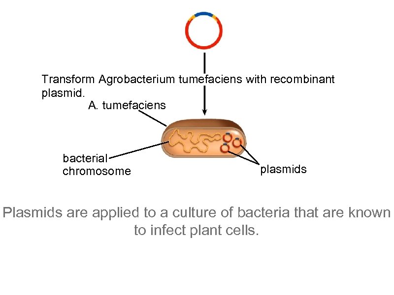 Transform Agrobacterium tumefaciens with recombinant plasmid. A. tumefaciens bacterial chromosome plasmids Plasmids are applied