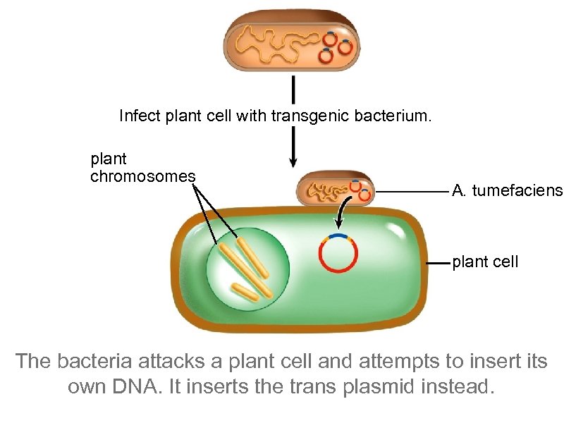 Infect plant cell with transgenic bacterium. plant chromosomes A. tumefaciens plant cell The bacteria