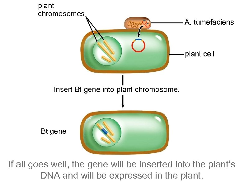 plant chromosomes A. tumefaciens plant cell Insert Bt gene into plant chromosome. Bt gene