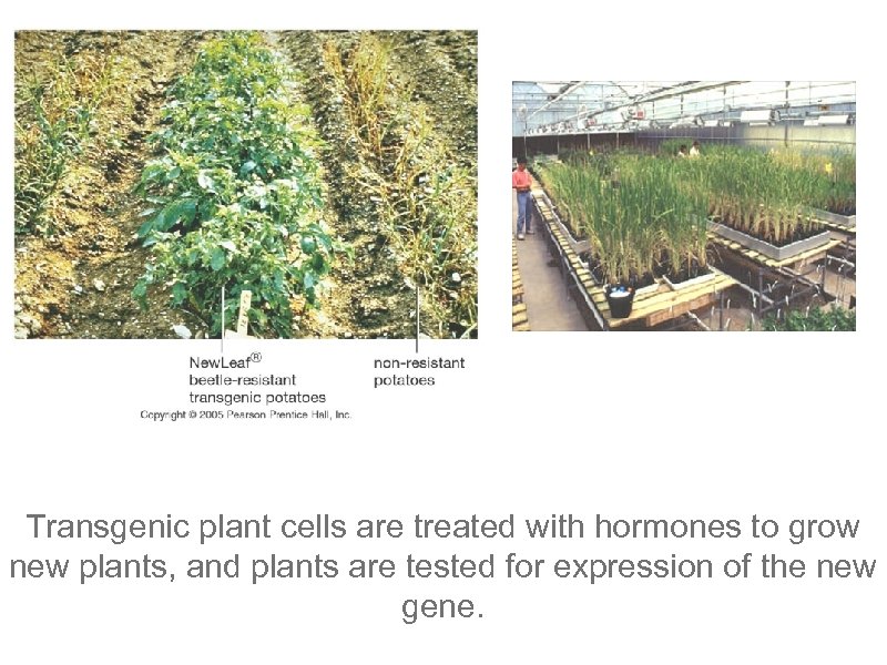 Transgenic plant cells are treated with hormones to grow new plants, and plants are